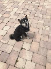 Shiba Inu Dogs for adoption in Tampa, FL, USA