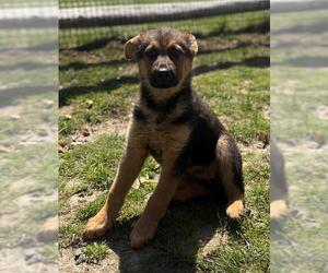 German Shepherd Dog-Unknown Mix Dogs for adoption in Brewster, MA, USA