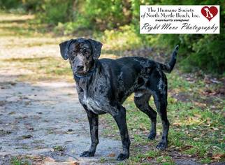 Catahoula Leopard Dog-Unknown Mix Dogs for adoption in North Myrtle Beach, SC, USA