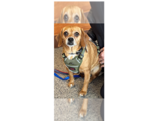 Cheagle Dogs for adoption in Greenbelt, MD, USA