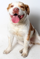 Bulldog Dogs for adoption in West Hollywood, CA, USA