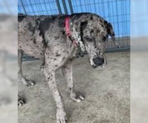 Great Dane Dogs for adoption in Palm Beach, FL, USA