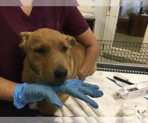 Mutt Dogs for adoption in Riverside, CA, USA