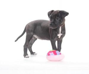 Medium Photo #1 Great Dane-Unknown Mix Puppy For Sale in Burbank, CA, USA