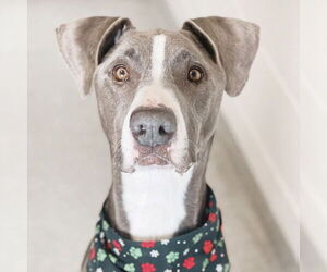 Great Dane-Greyhound Mix Dogs for adoption in Fort Collins, CO, USA