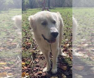 Great Pyrenees Dogs for adoption in Pottstown, PA, USA