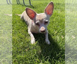 Chihuahua-Unknown Mix Dogs for adoption in Princeton, MN, USA