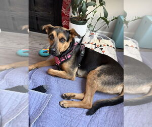 Mutt Dogs for adoption in W Hollywood, CA, USA