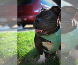 Bulldog-Unknown Mix Dogs for adoption in Calhoun, GA, USA