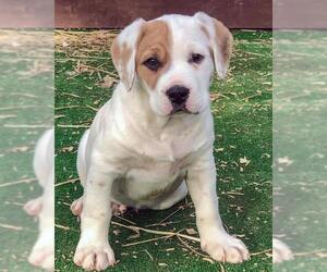 Borador Dogs for adoption in Eureka Springs, AR, USA