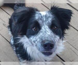Border Collie-Unknown Mix Dogs for adoption in Cookeville, TN, USA