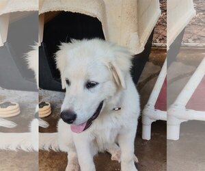 Great Pyrenees Dogs for adoption in York, SC, USA