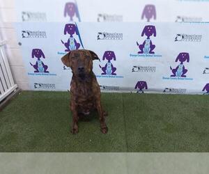 Plott Hound-Unknown Mix Dogs for adoption in Orlando, FL, USA