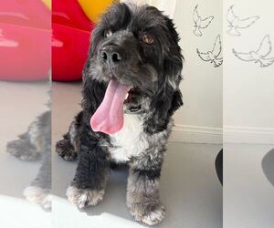 Cocker Spaniel Dogs for adoption in Studio City, CA, USA