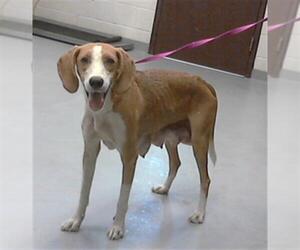 American Foxhound-Unknown Mix Dogs for adoption in Fayetteville, NC, USA