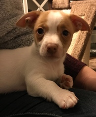 Rat Terrier Dogs for adoption in Social Circle, GA, USA