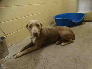 Weimaraner Dogs for adoption in Waco, TX, USA