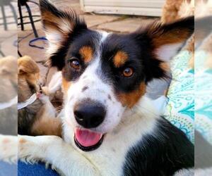 Australian Shepherd-Unknown Mix Dogs for adoption in Marrero, LA, USA