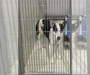 Border Collie-Unknown Mix Dogs for adoption in Bakersfield, CA, USA