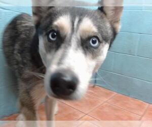 Siberian Husky Dogs for adoption in Downey, CA, USA