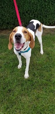 Coonhound Dogs for adoption in Lockport, IL, USA