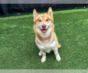 Siberian Husky-Unknown Mix Dogs for adoption in Orange, CA, USA