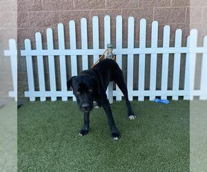 Mutt Dogs for adoption in Modesto, CA, USA