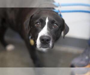Basset Hound-Bernese Mountain Dog Mix Dogs for adoption in Mountain Home, AR, USA