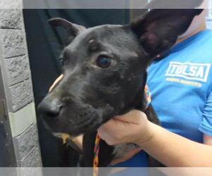 German Shepherd Dog-Unknown Mix Dogs for adoption in Tulsa, OK, USA