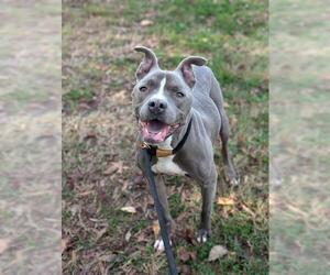 American Pit Bull Terrier Dogs for adoption in Charlotte, NC, USA