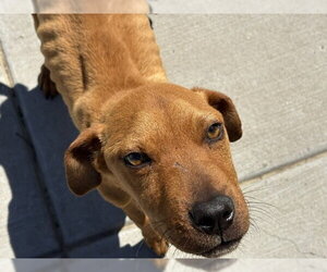 Redbone Coonhound-Unknown Mix Dogs for adoption in Tulsa, OK, USA