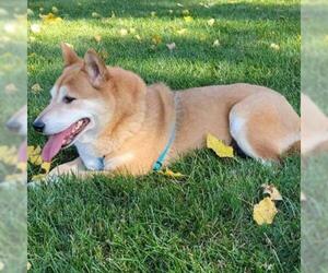 Shiba Inu Dogs for adoption in Madison, WI, USA