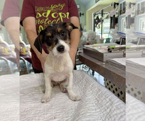 Jack Russell Terrier-Unknown Mix Dogs for adoption in Benton, LA, USA