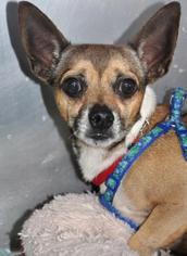 Chihuahua-Unknown Mix Dogs for adoption in Northbrook, IL, USA