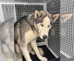 Siberian Husky Dogs for adoption in San Bernardino, CA, USA