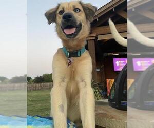 Australian Retriever Dogs for adoption in Euless, TX, USA