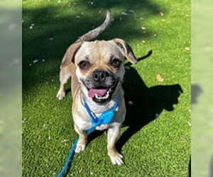 Chihuahua Dogs for adoption in Salinas, CA, USA