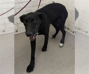 German Shepherd Dog-Unknown Mix Dogs for adoption in San Bernardino, CA, USA