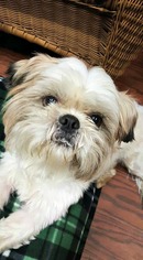 Shih Tzu Dogs for adoption in Pacolet, SC, USA
