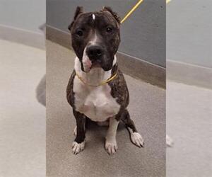 Mutt Dogs for adoption in Las Vegas, NV, USA