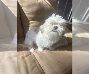 Shih Tzu-Unknown Mix Dogs for adoption in Tustin, CA, USA