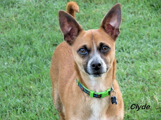 Chihuahua-Unknown Mix Dogs for adoption in Oklahoma City, OK, USA