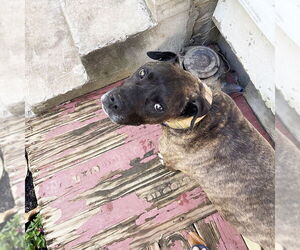 American Staffordshire Terrier Dogs for adoption in McCormick, SC, USA