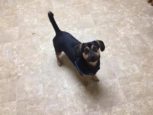 Chiweenie Dogs for adoption in Pierceton , IN, USA