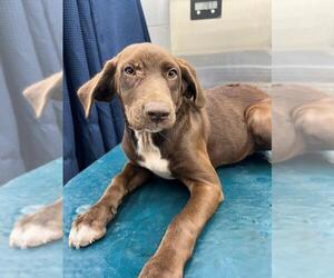 German Shorthaired Lab Dogs for adoption in Mobile, AL, USA