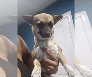 Chihuahua-Unknown Mix Dogs for adoption in New York, NY, USA
