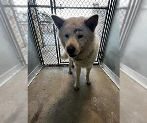 Chow Chow-Unknown Mix Dogs for adoption in Pearland, TX, USA