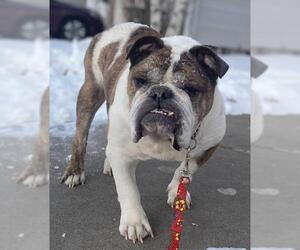 Bulldog Dogs for adoption in Des Moines, IA, USA