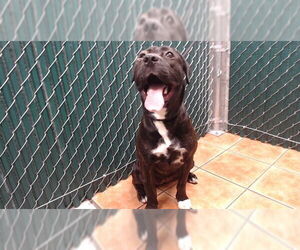 Boxer Dogs for adoption in Downey, CA, USA