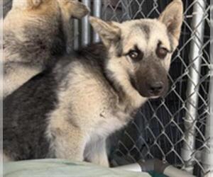 Siberian Husky-Unknown Mix Dogs for adoption in Redlands, CA, USA